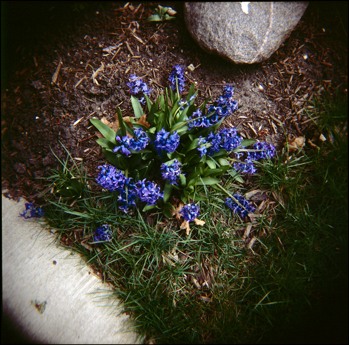 Spring Time
