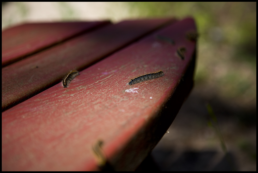 Caterpillar