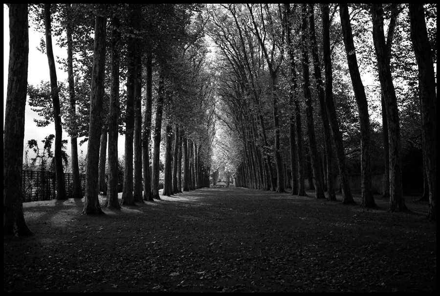 Meadow in Versailles