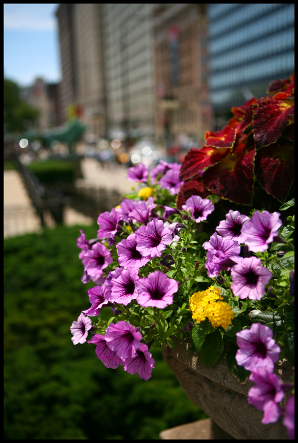 Summer flowers at the art institute