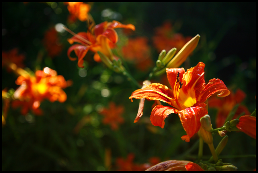 Flower chase the sunshine