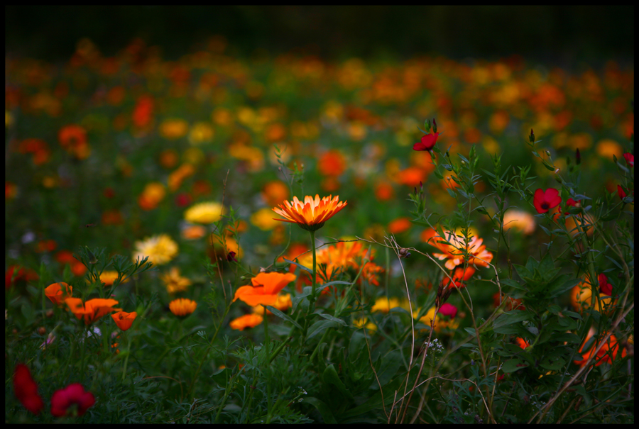 Orange Flower