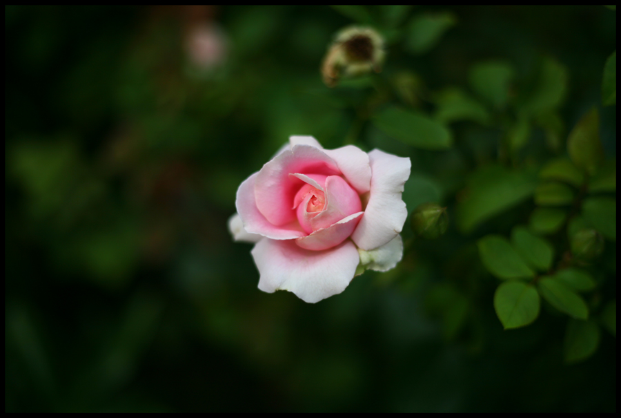 New Beginning