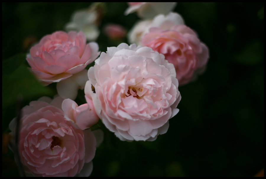 Pink Flower