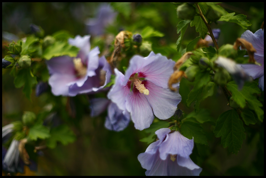 Dizzy Flowers