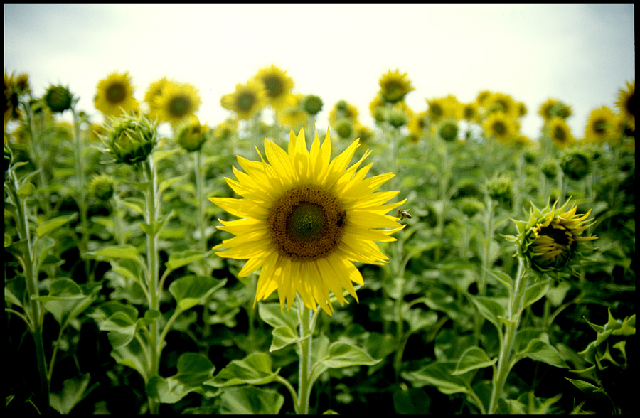 Sunflower