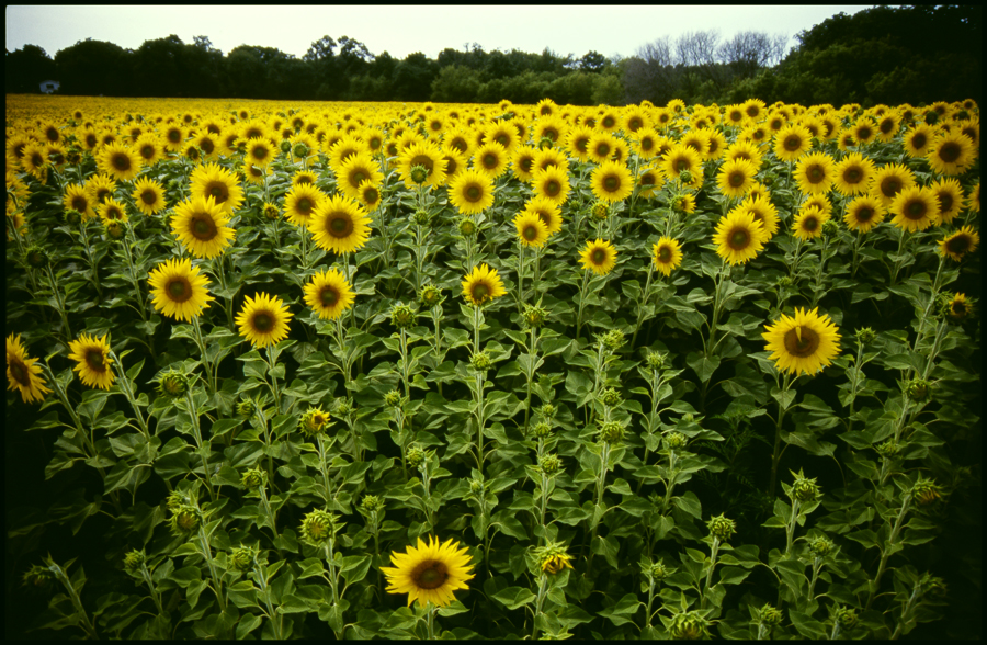 Sunflower field