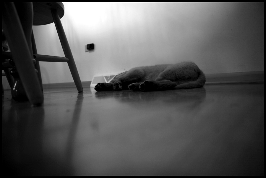 sleeping puppy