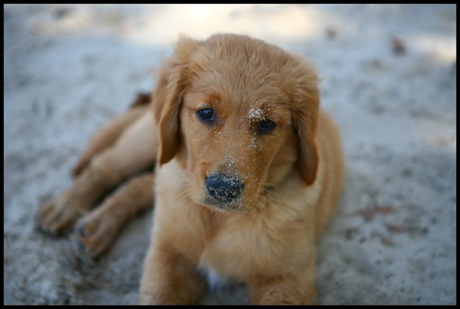 Sandy faced