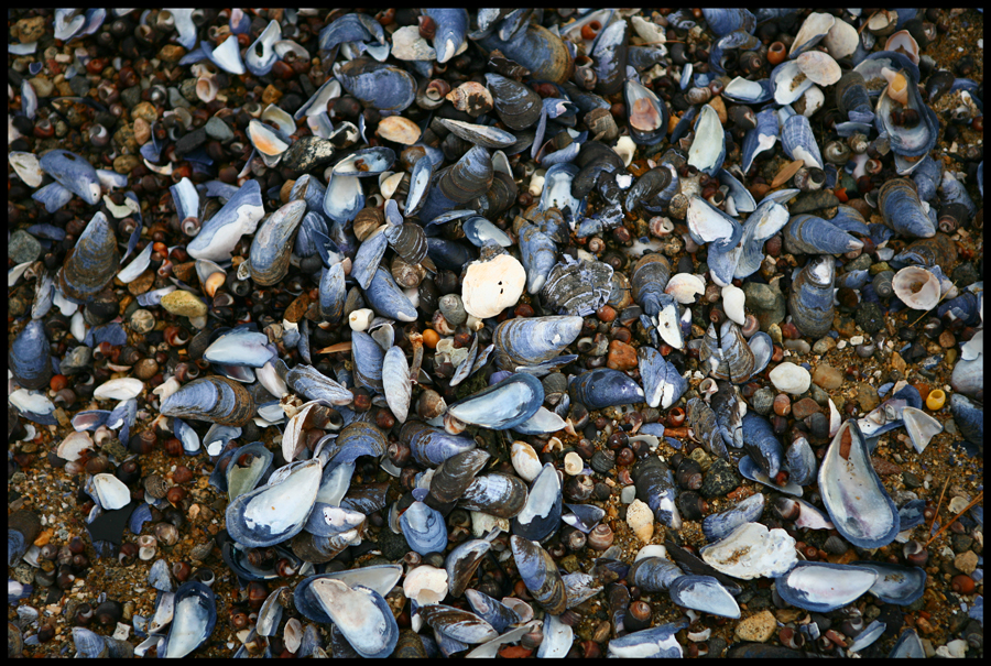Sea shells