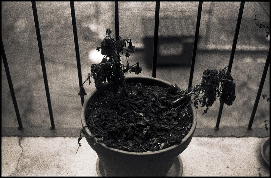 Winter Flower Pot
