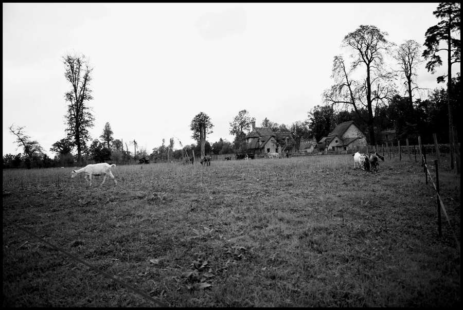 Livestock