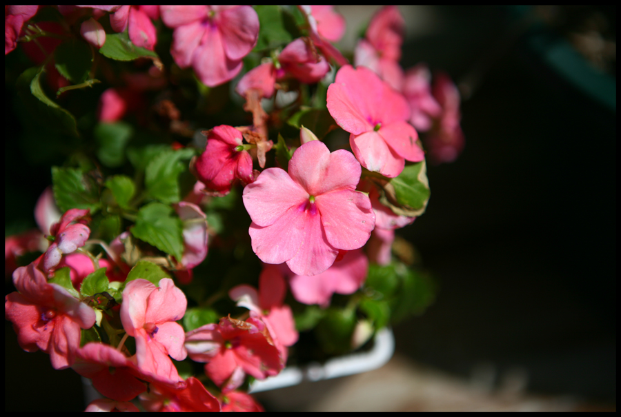 Pink Flowers