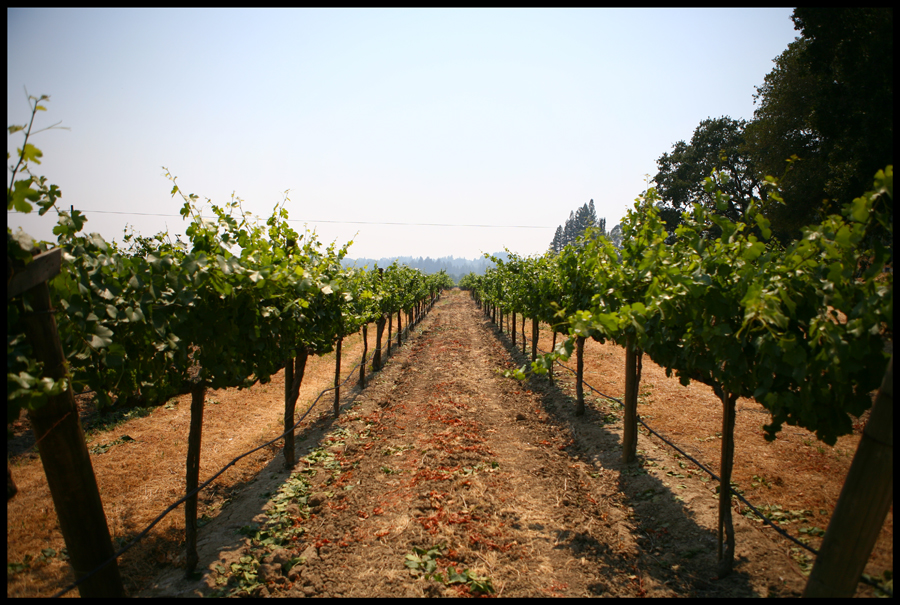 Wine Country