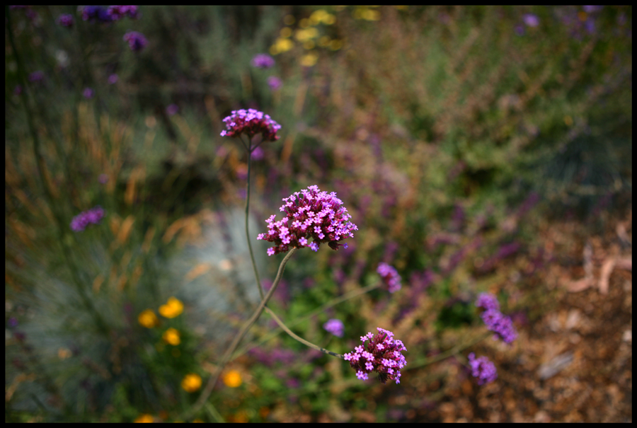 Purple Flower