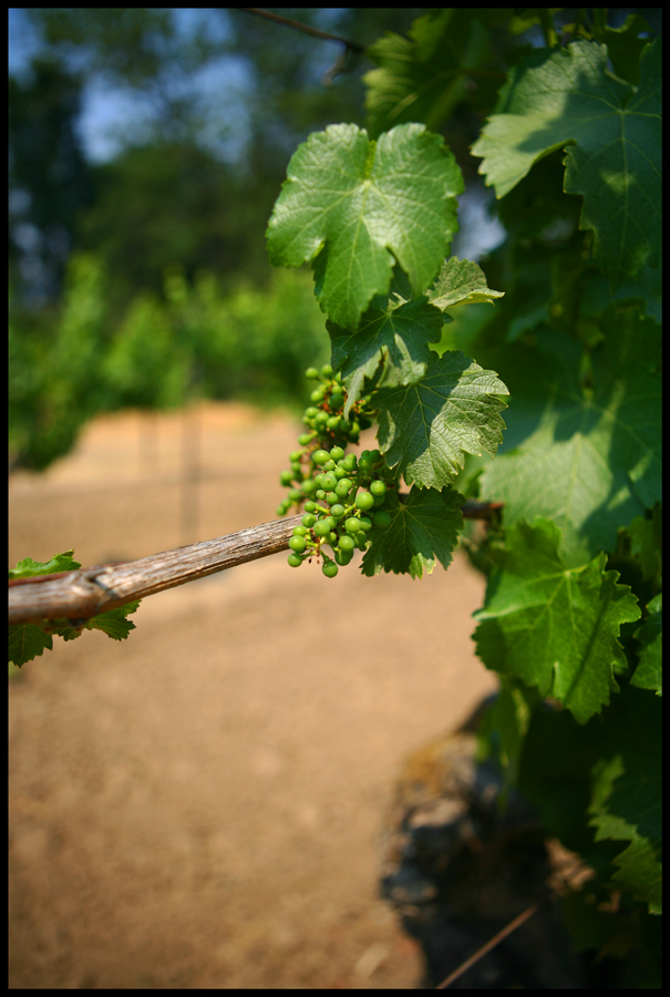 On the vine