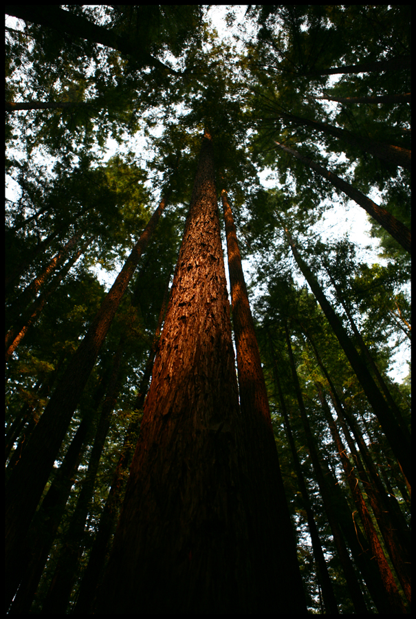 Redwood