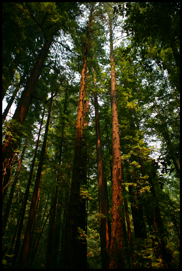 In the Forest