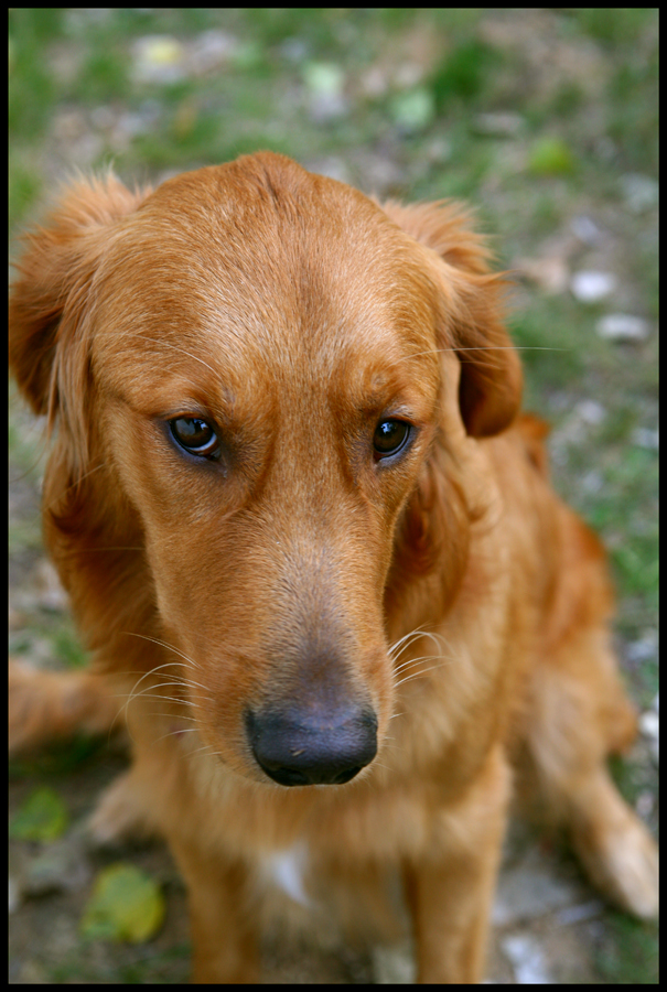 Toby