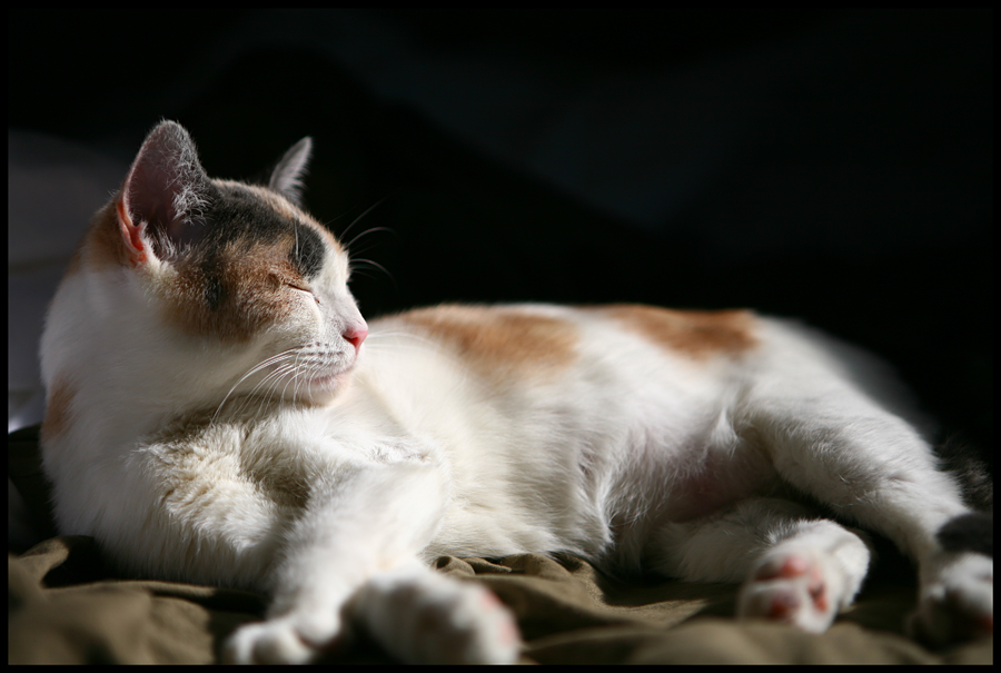 Sleeping Upright