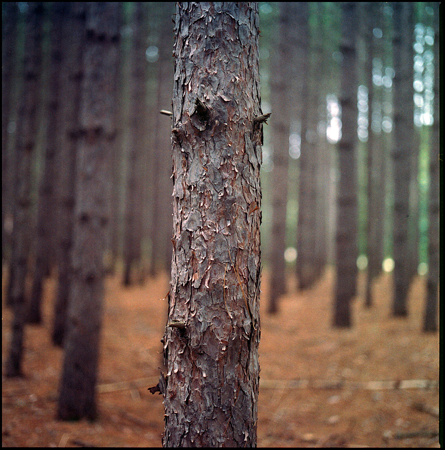 Pine