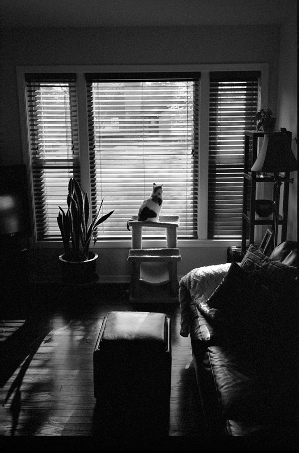 Ruby the cat