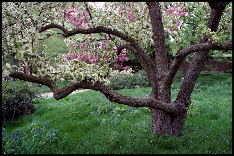 In Bloom