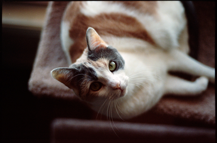 Ruby Cat
