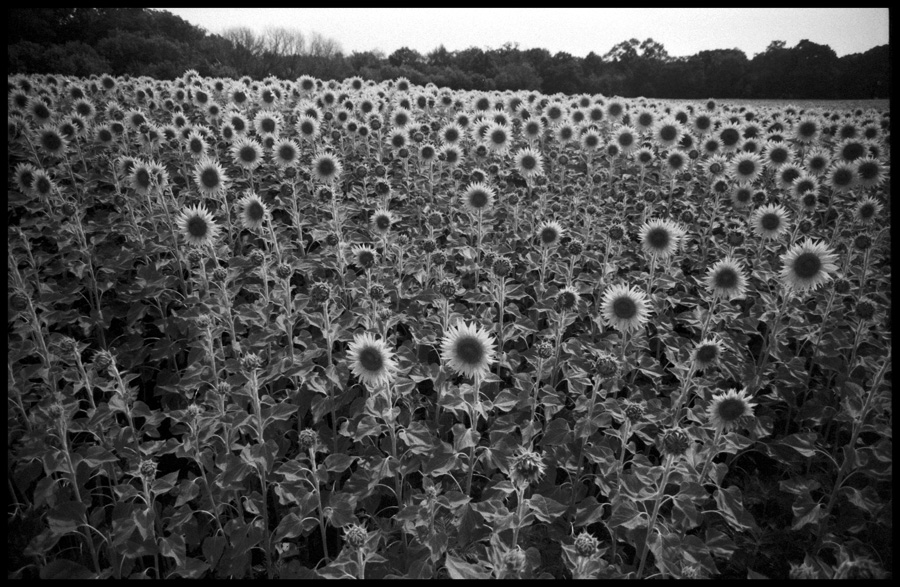 Sunflower Field in Black and White