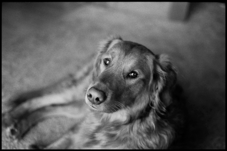 Toby the dog