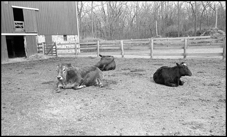 For all the cows