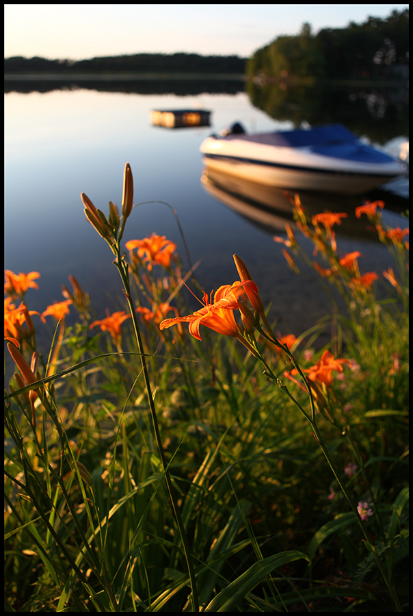 Tiger Lily