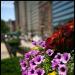 Summer flowers at the art institute