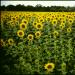 Sunflower field