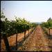 Wine Country
