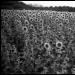 Sunflower Field in Black and White